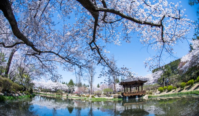 春スペシャル：慶州桜1日ツアー - 釜山発（3月28日～4月11日）