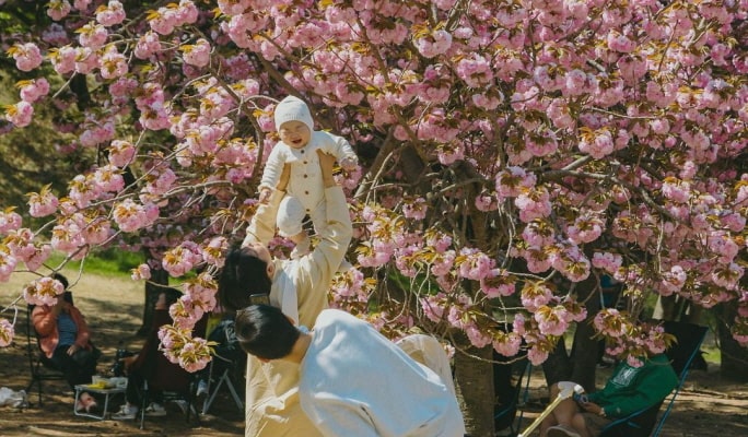 春季特輯：慶州櫻花一日遊（+ 接送選項）- 首爾 / 釜山出發（4月1日~11日）