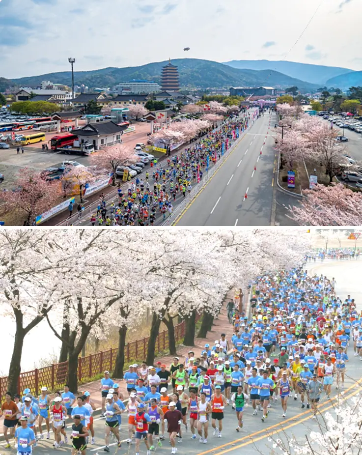 Gyeongju Cherry Blossom Marathon taking place amidst vibrant cherry blossoms in full bloom.