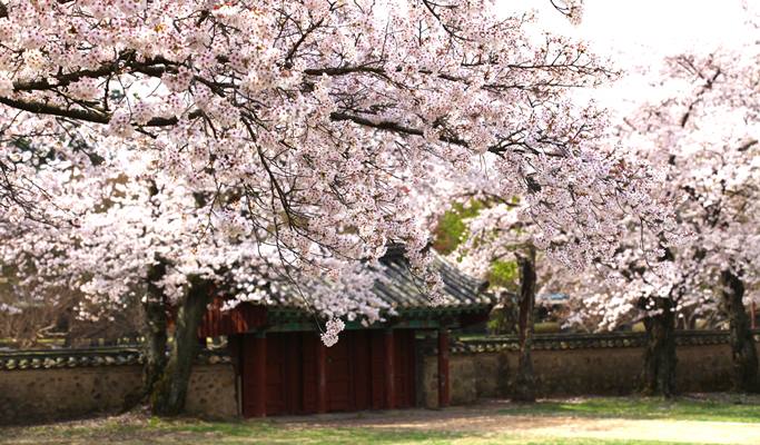春スペシャル：慶州桜1日ツアー - 釜山発（3月28日～4月11日）