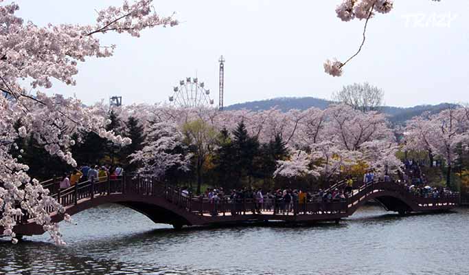 Gyeongju Cherry Blossom Festival 2019 Day Tour from Seoul - Trazy ...