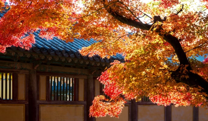 慶州秋天楓葉一日遊 - 釜山出發（10月28日~11月15日）