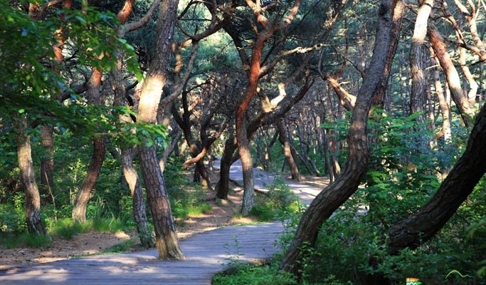 Gyeongbuk Gyeongju Mt. Namsan (Open Museum) Hiking Tour from Daegu
