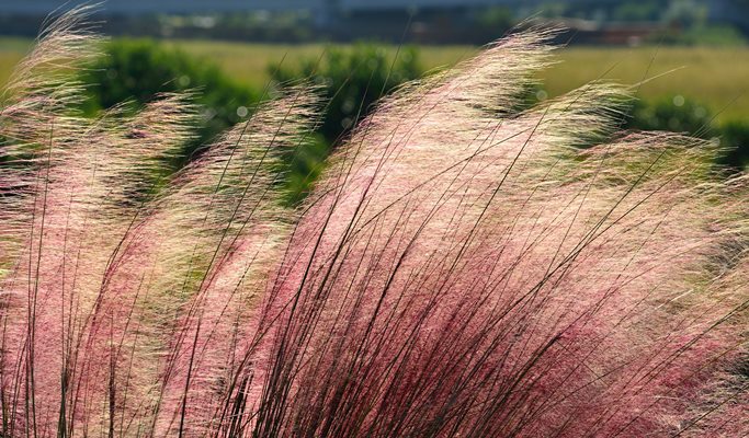 Gyeongju Pink Muhly 1 Day Tour from Seoul (Oct 28)