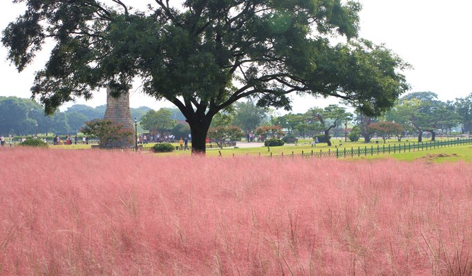 Gyeongju Pink Muhly 1 Day Tour from Seoul (Oct 28)