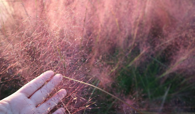 Gyeongju Pink Muhly 1 Day Tour from Seoul (Oct 28)