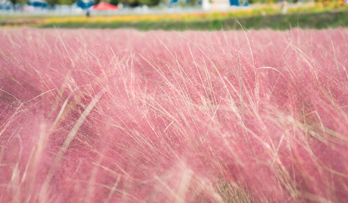 Gyeongju Pink Muhly 1 Day Tour from Seoul (Oct 28)