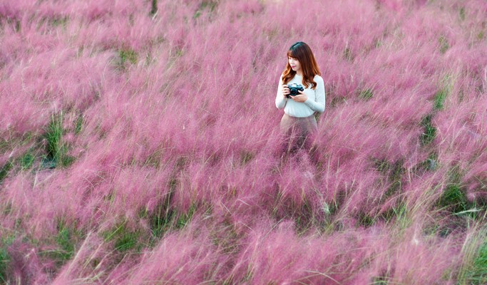 Gyeongju Pink Muhly 1 Day Tour from Seoul (Oct 28)