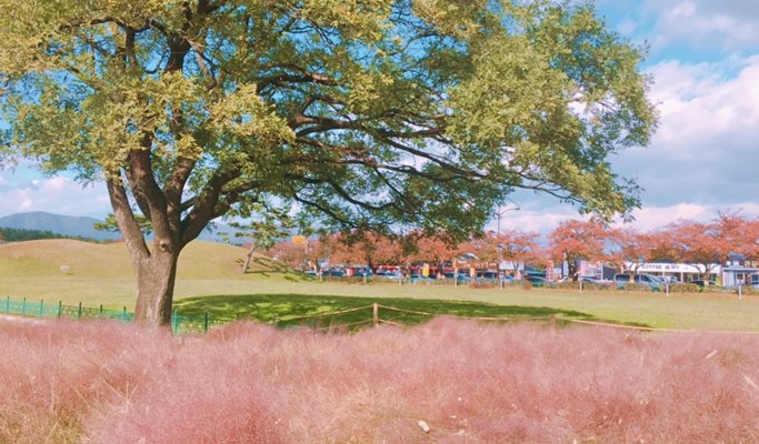 Busan Pink Muhly Habitat Fields & Gyeongju Historic Sites 1 Day Tour - from Busan (Oct 8~17)