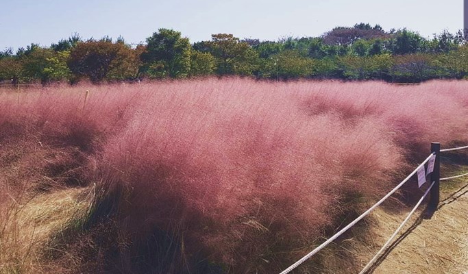 Busan Pink Muhly Habitat Fields & Gyeongju Historic Sites 1 Day Tour - from Busan (Oct 8~17)