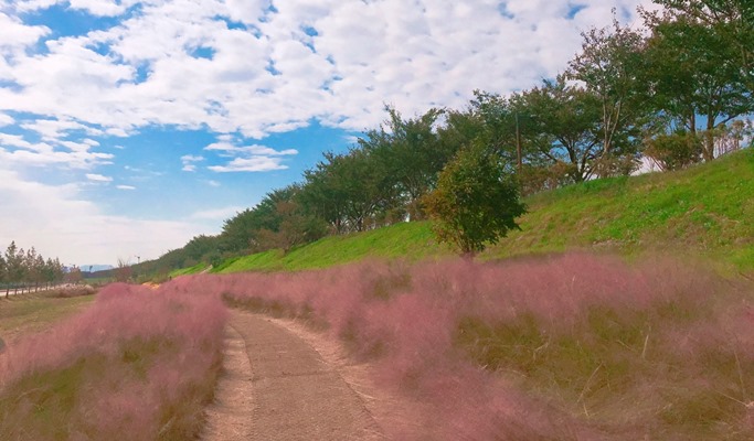 Busan Pink Muhly Habitat Fields & Gyeongju Historic Sites 1 Day Tour - from Busan (Oct 8~17)