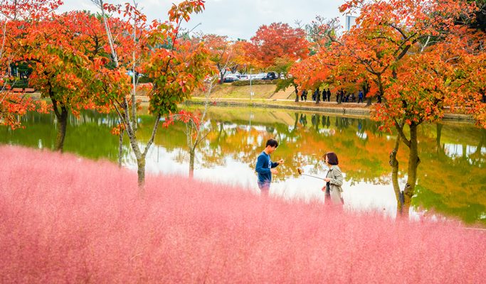 Busan Pink Muhly Habitat Fields & Gyeongju Historic Sites 1 Day Tour - from Busan (Oct 8~17)