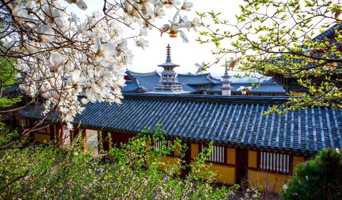 春季特輯：慶州櫻花一日遊（+ 接送選項）- 首爾 / 釜山出發（4月1日~11日）