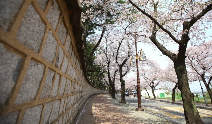 春季特輯：慶州櫻花一日遊（+ 接送選項）- 首爾 / 釜山出發（4月1日~11日）