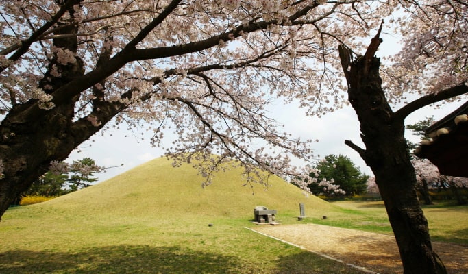 春季特輯：慶州櫻花一日遊（+ 接送選項）- 首爾 / 釜山出發（4月1日~11日）