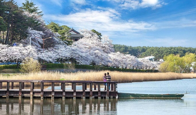 春スペシャル：鏡浦湖(キョンポデ)の桜 + BTSバス停 + 注文津(チュンムンジン)海水浴場 1日ツアー - ソウル発 （4月5日～15日）