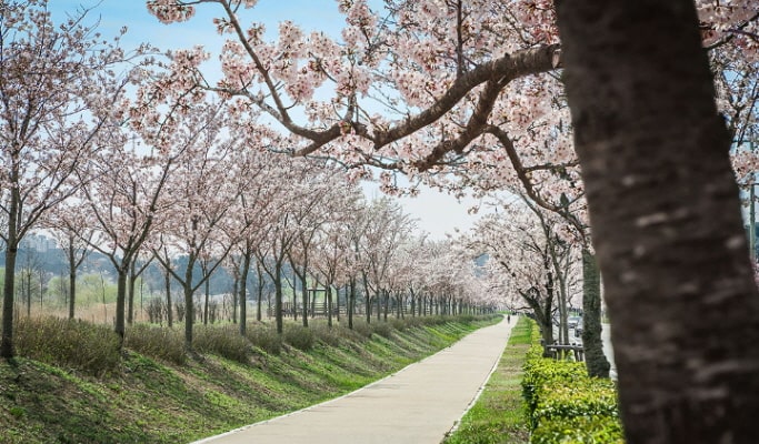 春スペシャル：鏡浦湖(キョンポデ)の桜 + BTSバス停 + 注文津(チュンムンジン)海水浴場 1日ツアー - ソウル発 （4月5日～15日）