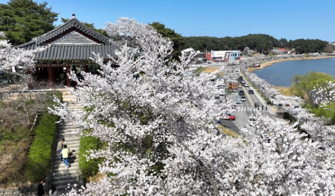 春スペシャル：鏡浦湖(キョンポデ)の桜 + BTSバス停 + 注文津(チュンムンジン)海水浴場 1日ツアー - ソウル発 （4月5日～15日）
