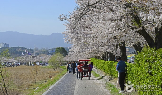 春スペシャル：鏡浦湖(キョンポデ)の桜 + BTSバス停 + 注文津(チュンムンジン)海水浴場 1日ツアー - ソウル発 （4月5日～15日）