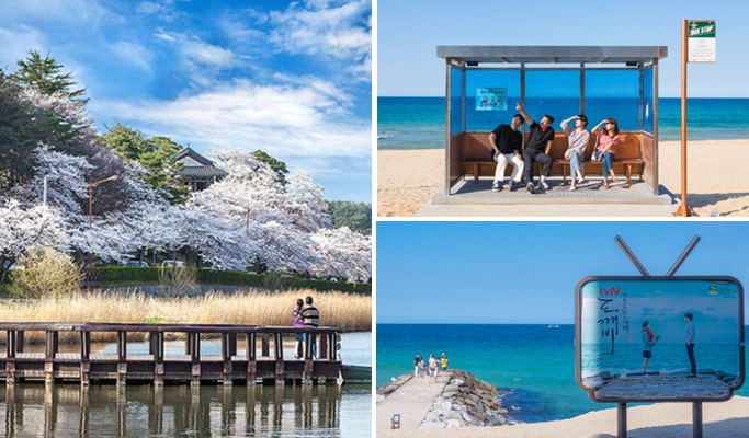 春スペシャル：鏡浦湖(キョンポデ)の桜 + BTSバス停 + 注文津(チュンムンジン)海水浴場 1日ツアー - ソウル発 （4月5日～15日）