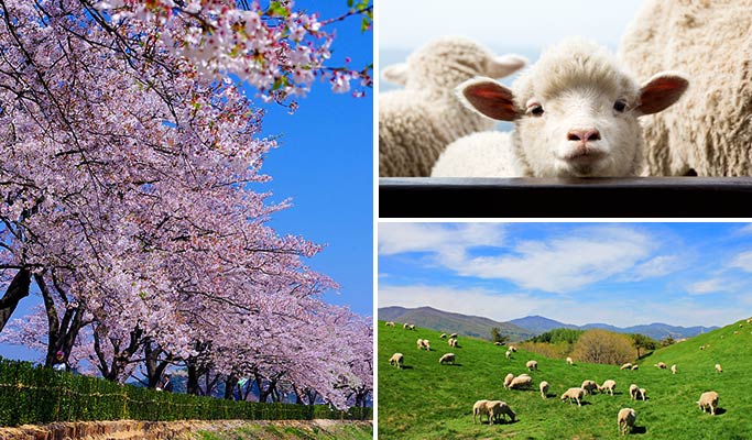 Spring Special: Gyeongpo Lake Cherry Blossom + Daegwallyeong Sheep Farm 1 Day Tour - from Seoul (Apr 6~17)