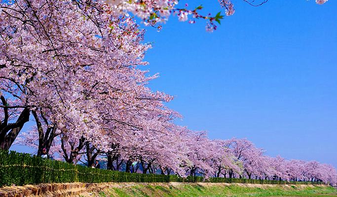 春スペシャル：鏡浦湖(キョンポデ)の桜 + BTSバス停 + 注文津(チュンムンジン)海水浴場 1日ツアー - ソウル発 （4月5日～15日）