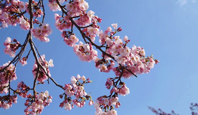 Spring Special: Gyeongpo Lake Cherry Blossom + Daegwallyeong Sheep Farm 1 Day Tour - from Seoul (Apr 6~17)