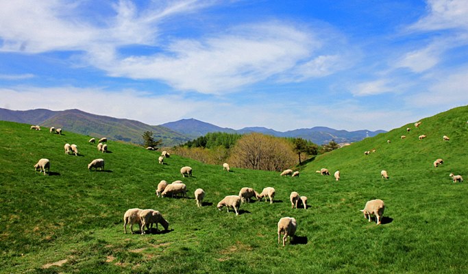 Spring Special: Gyeongpo Lake Cherry Blossom + Daegwallyeong Sheep Farm 1 Day Tour - from Seoul (Apr 6~17)