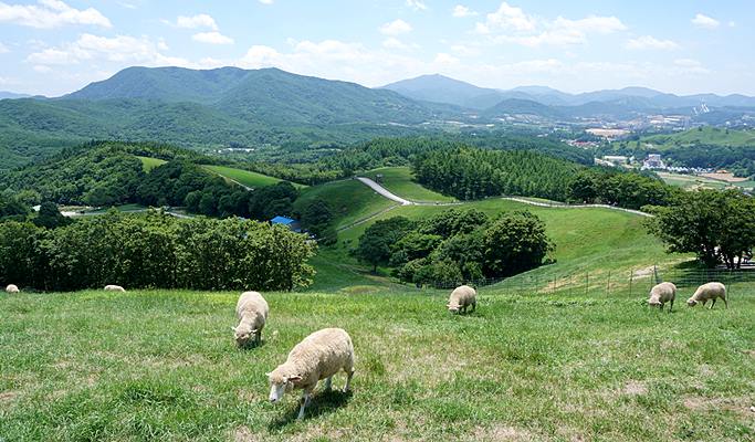 Spring Special: Gyeongpo Lake Cherry Blossom + Daegwallyeong Sheep Farm 1 Day Tour - from Seoul (Apr 6~17)