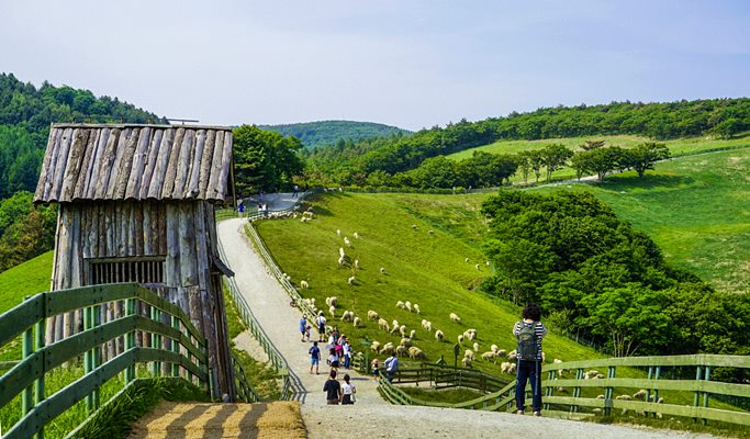 Spring Special: Gyeongpo Lake Cherry Blossom + Daegwallyeong Sheep Farm 1 Day Tour - from Seoul (Apr 6~17)