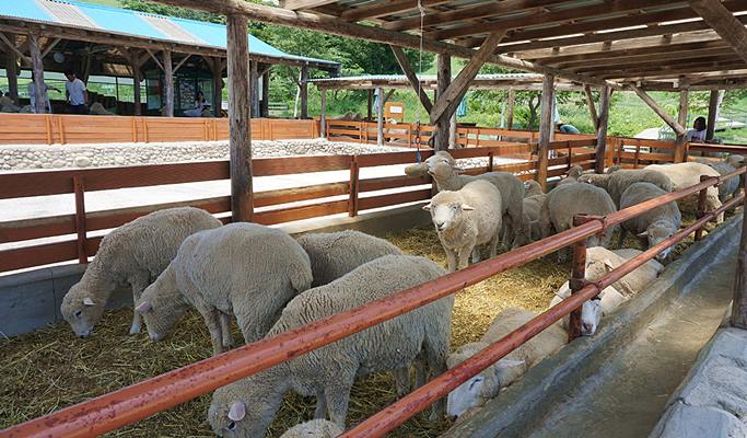 Spring Special: Gyeongpo Lake Cherry Blossom + Daegwallyeong Sheep Farm 1 Day Tour - from Seoul (Apr 6~17)