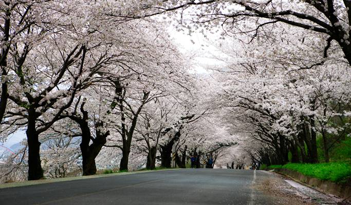 Spring Special: Ssanggyesa Temple + Hwagaejangteo Market Cherry Blossom 1 Day Tour - from Busan (Mar 31~Apr 14)