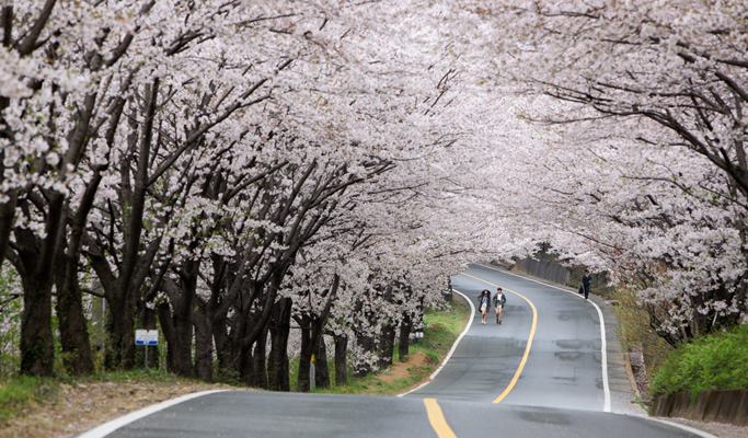 Spring Special: Ssanggyesa Temple + Hwagaejangteo Market Cherry Blossom 1 Day Tour - from Busan (Mar 31~Apr 14)