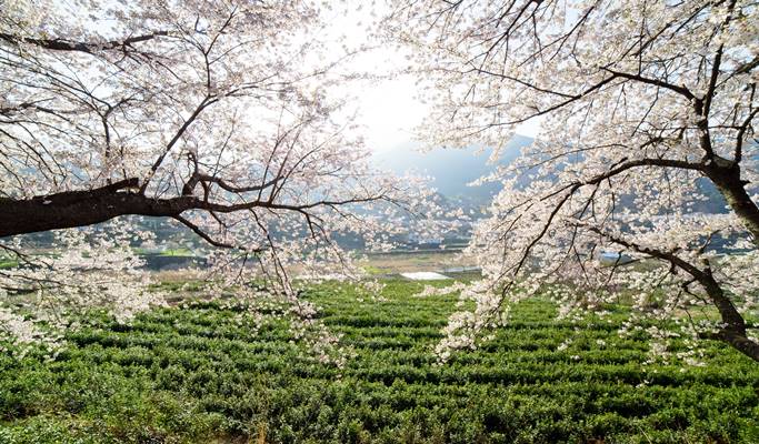 Ssanggyesa Temple & Hwagaejangteo Market Cherry Blossom 1 Day Tour from ...