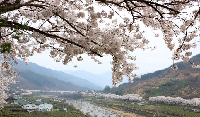Spring Special: Ssanggyesa Temple + Hwagaejangteo Market Cherry Blossom 1 Day Tour - from Busan (Mar 31~Apr 14)