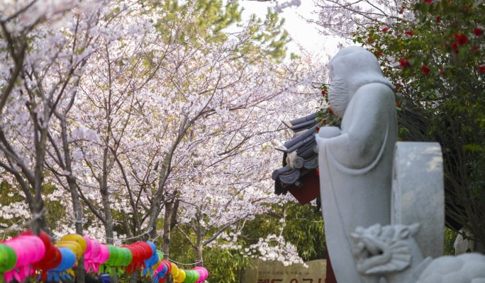 Spring Special: Busan Cherry Blossom 1 Day Tour (+ Accommodation option) (Mar 29~Apr 7)