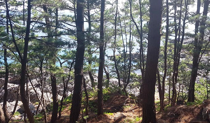 Gyeongbuk Yeongdeok Haeparang Trail No. 21 Trekking Tour from Daegu