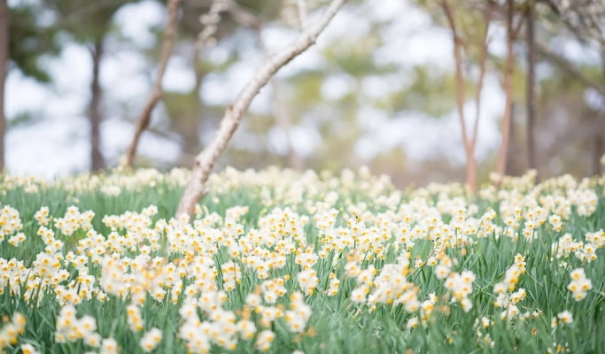濟州翰林公園門票