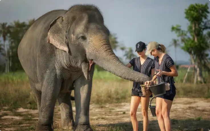 Tourists hand-feeding elephants at Pattaya Elephant Jungle Sanctuary