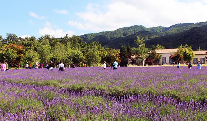 Goseong Lavender Farm & Seoraksan Mountain / Sokcho 1 Day Tour (Jun 10~22)