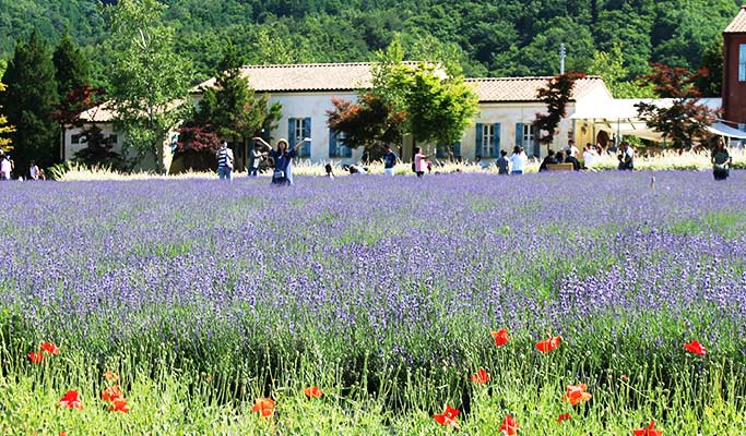 Goseong Lavender Farm & Seoraksan Mountain / Sokcho 1 Day Tour (Jun 10~22)