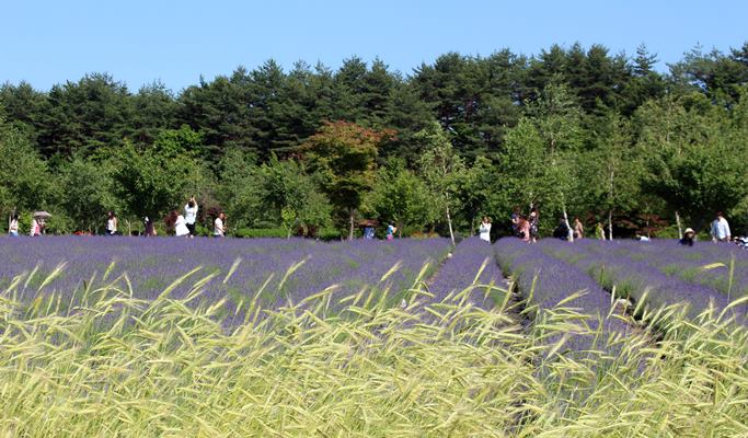 Goseong Lavender Farm & Seoraksan Mountain / Sokcho 1 Day Tour (Jun 10~22)