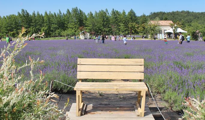 Goseong Lavender Farm One Day Tour (Jun 11~28) - Trazy, Korea's #1 ...