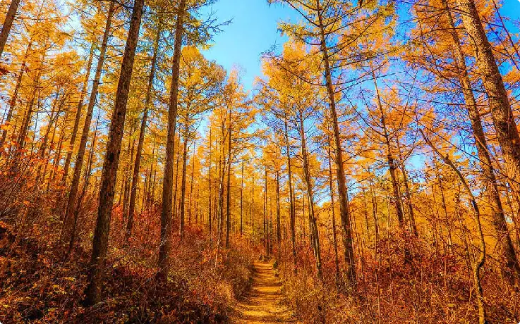High1 Fall Foliage Trail