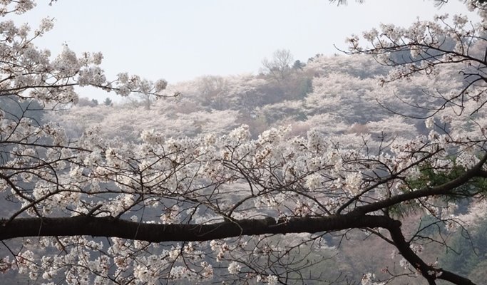 Spring Special: Ho-Am Museum Cherry Blossom Road + Gwangmyeong Cave + Ice Cream Making Experience 1 Day Tour - from Seoul (Apr 1~30)