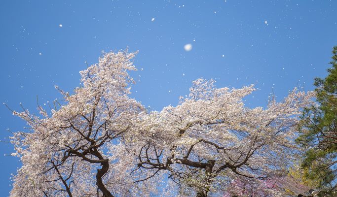 Spring Special: Ho-Am Museum Cherry Blossom Road + Gwangmyeong Cave + Ice Cream Making Experience 1 Day Tour - from Seoul (Apr 1~30)