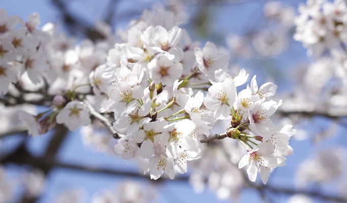 Spring Special: Ho-Am Museum Cherry Blossom Road + Gwangmyeong Cave + Ice Cream Making Experience 1 Day Tour - from Seoul (Apr 1~30)
