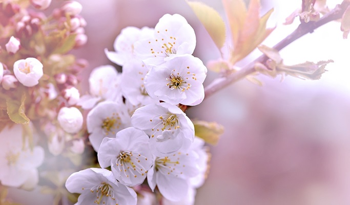 Spring Special: Ho-Am Museum Cherry Blossom Road + Gwangmyeong Cave + Ice Cream Making Experience 1 Day Tour - from Seoul (Apr 1~30)