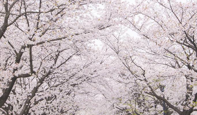 Spring Special: Ho-Am Museum Cherry Blossom Road + Gwangmyeong Cave + Ice Cream Making Experience 1 Day Tour - from Seoul (Apr 1~30)