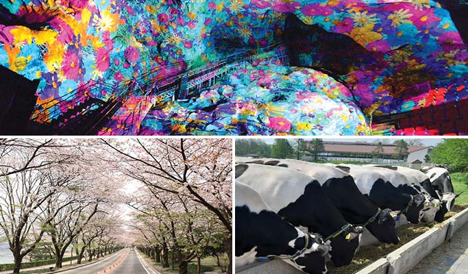 Spring Special: Ho-Am Museum Cherry Blossom Road + Gwangmyeong Cave + Ice Cream Making Experience 1 Day Tour - from Seoul (Apr 1~30)